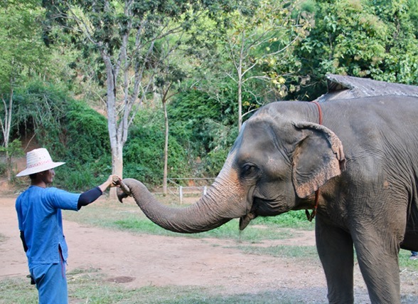 Elefanter Thailand