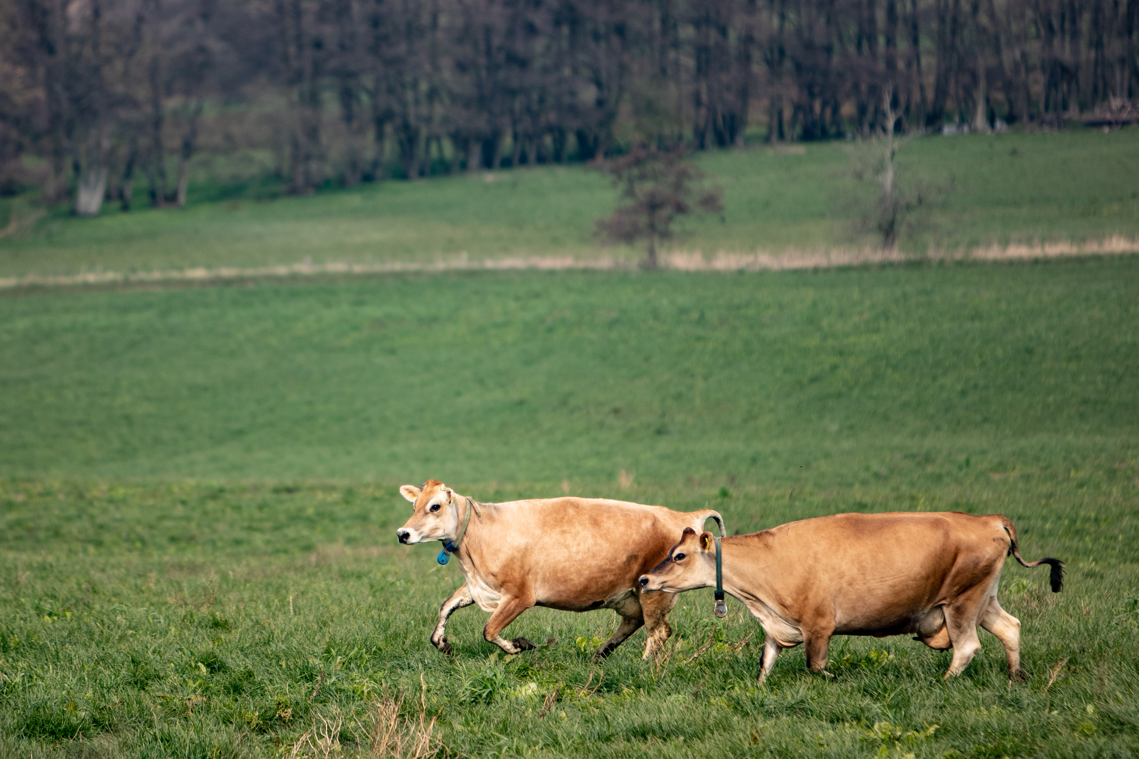 Køer på græs