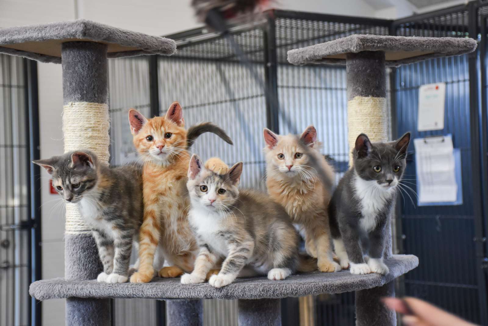 katte til adoption