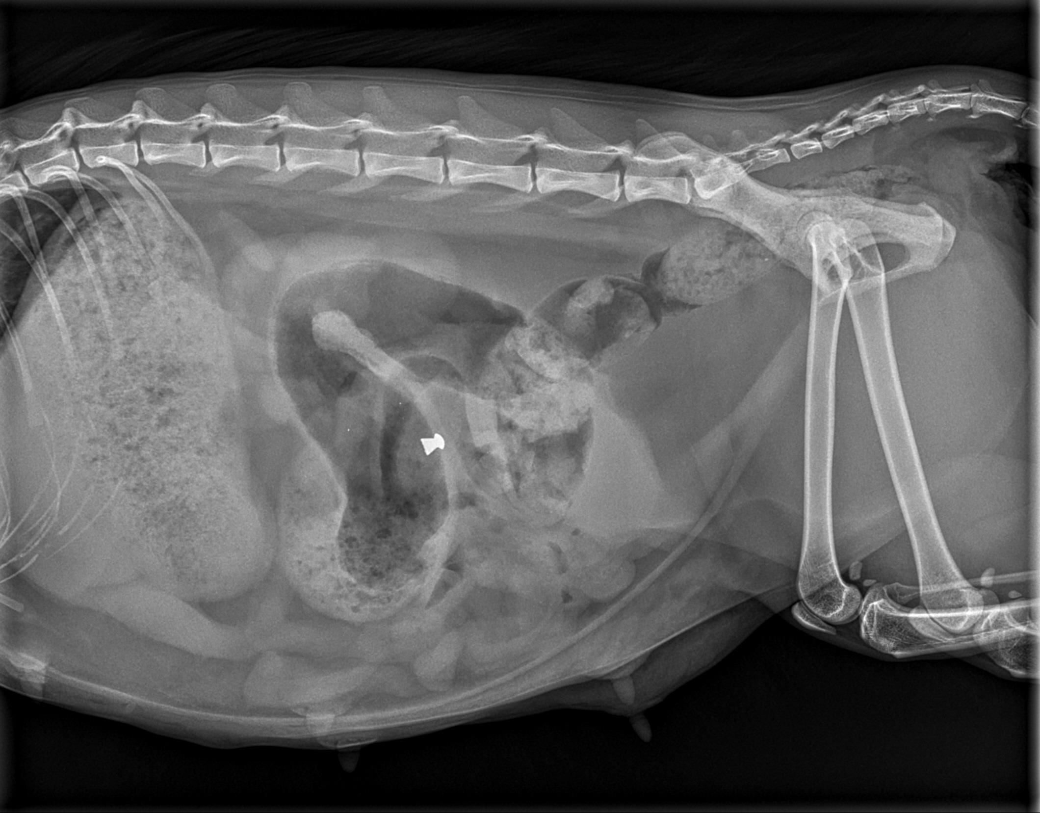 Røntgenbillede af kat skudt med hagl