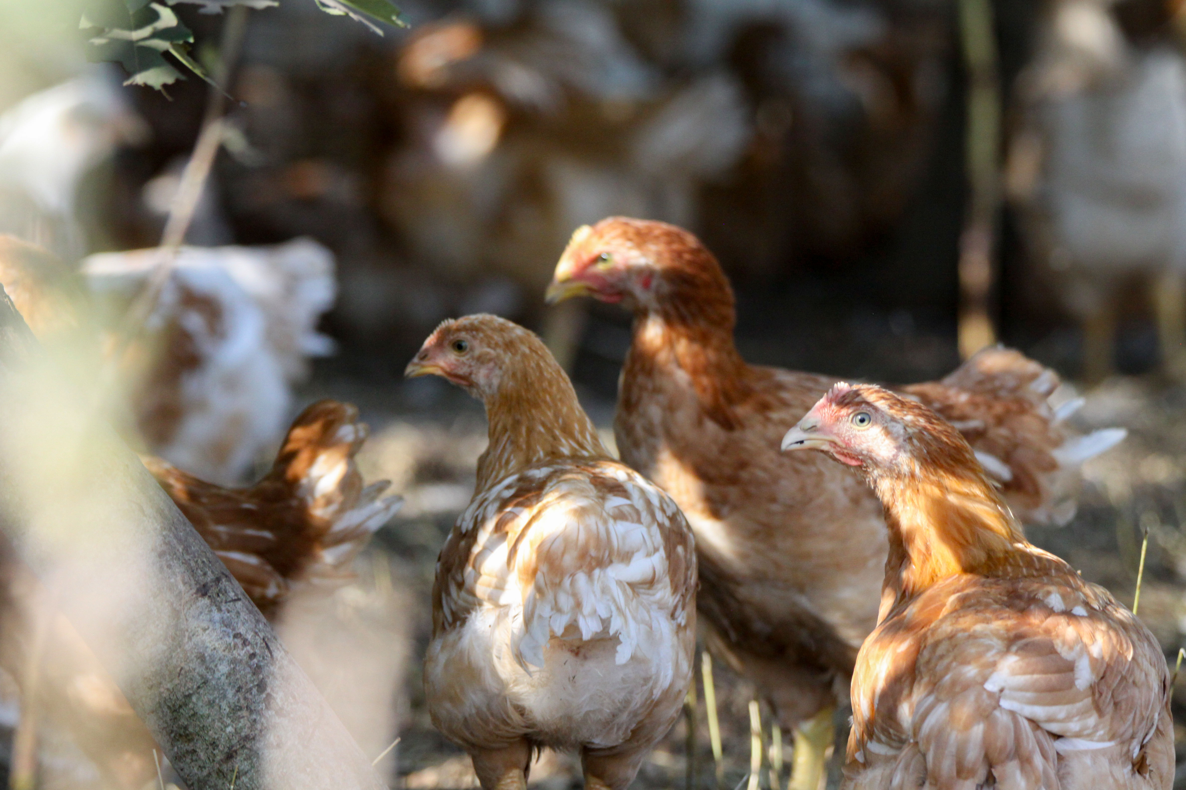 Kyllinger Anbefalet af Dyrenes Beskyttelse