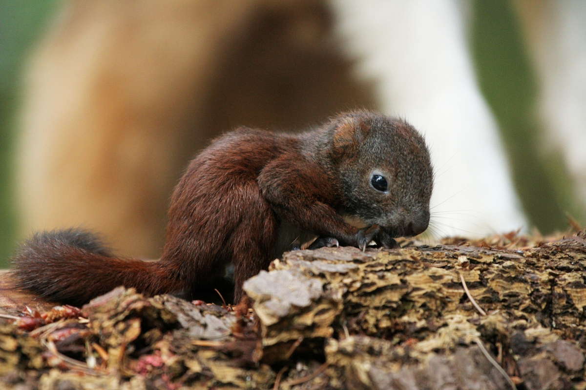 En egernunge kravler rundt på et stykke bark. 