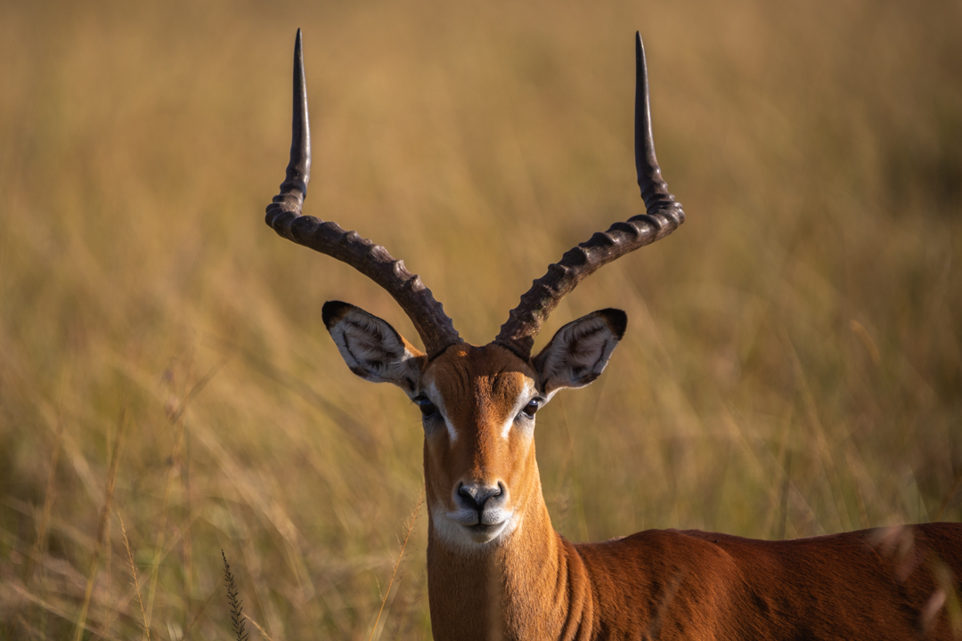 "Foto: Asger Thielsen - Kenya - Impala"