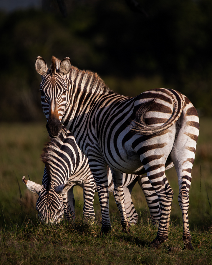 "Foto Asger Thielsen - kenya zebra"