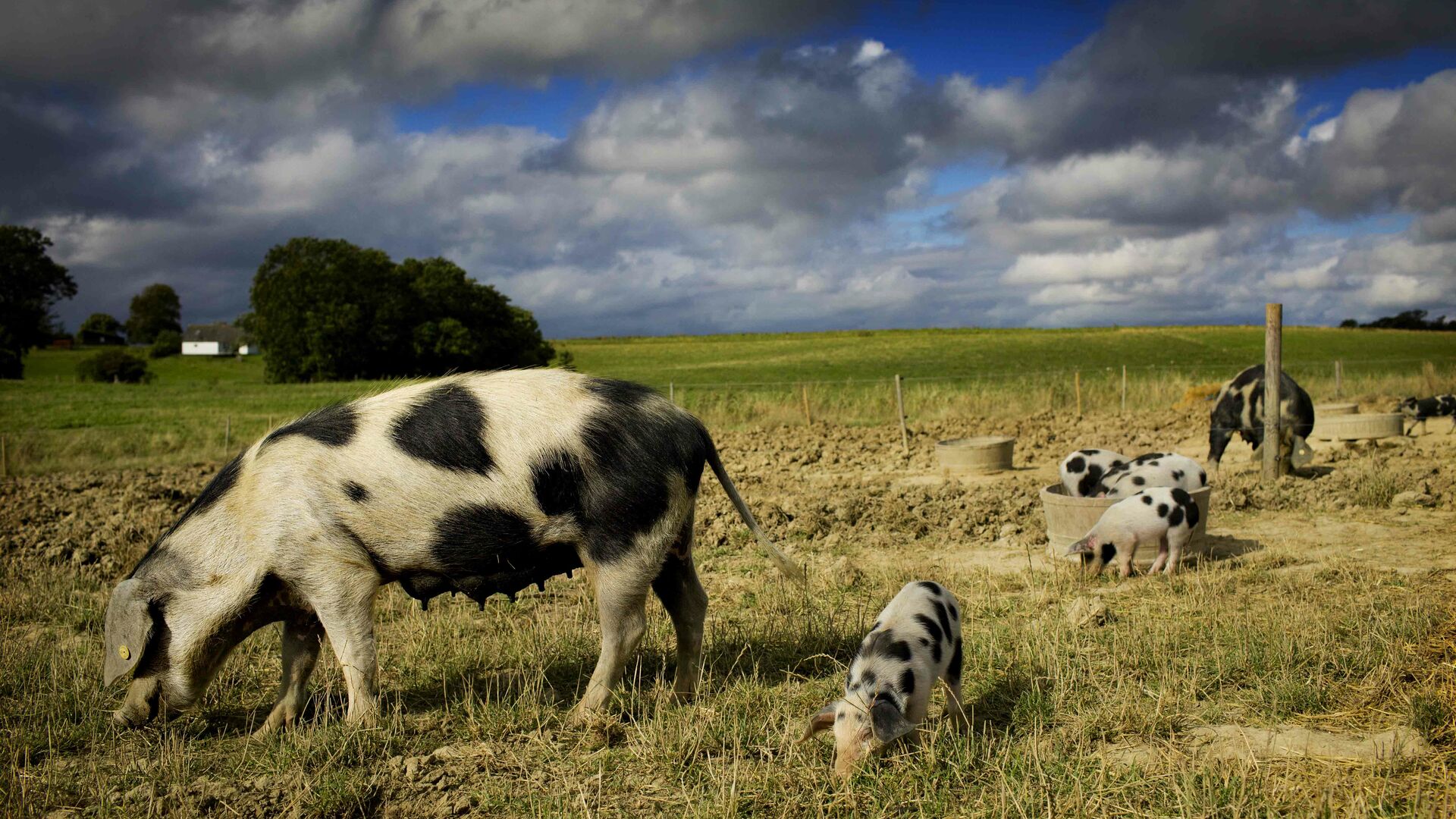 Dyr der aflives på marken er mindst lige så rene som dyr fra stalde, der kommer på slagteri.