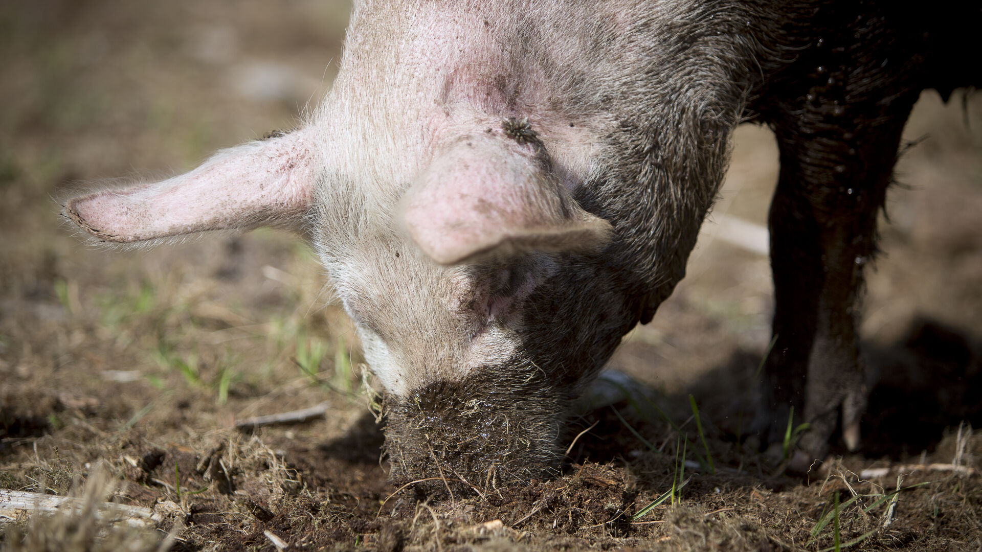 gris med tryne i mudder
