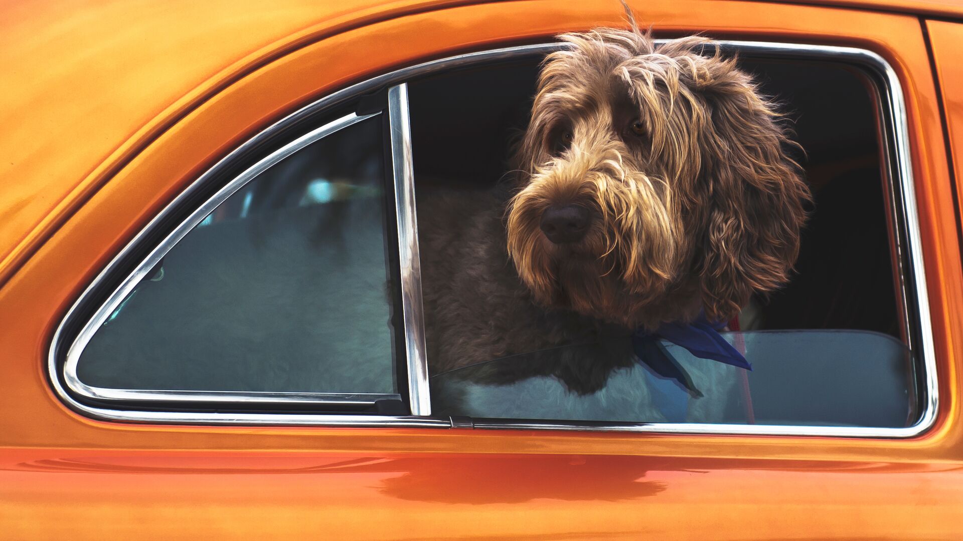 hund i varm bil