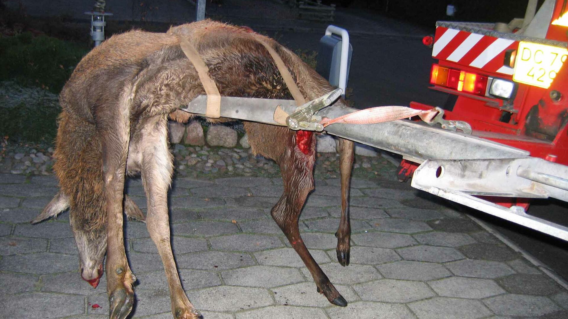 Trafikulykker med påkørte hjorte koster hvert år samfundet dyr