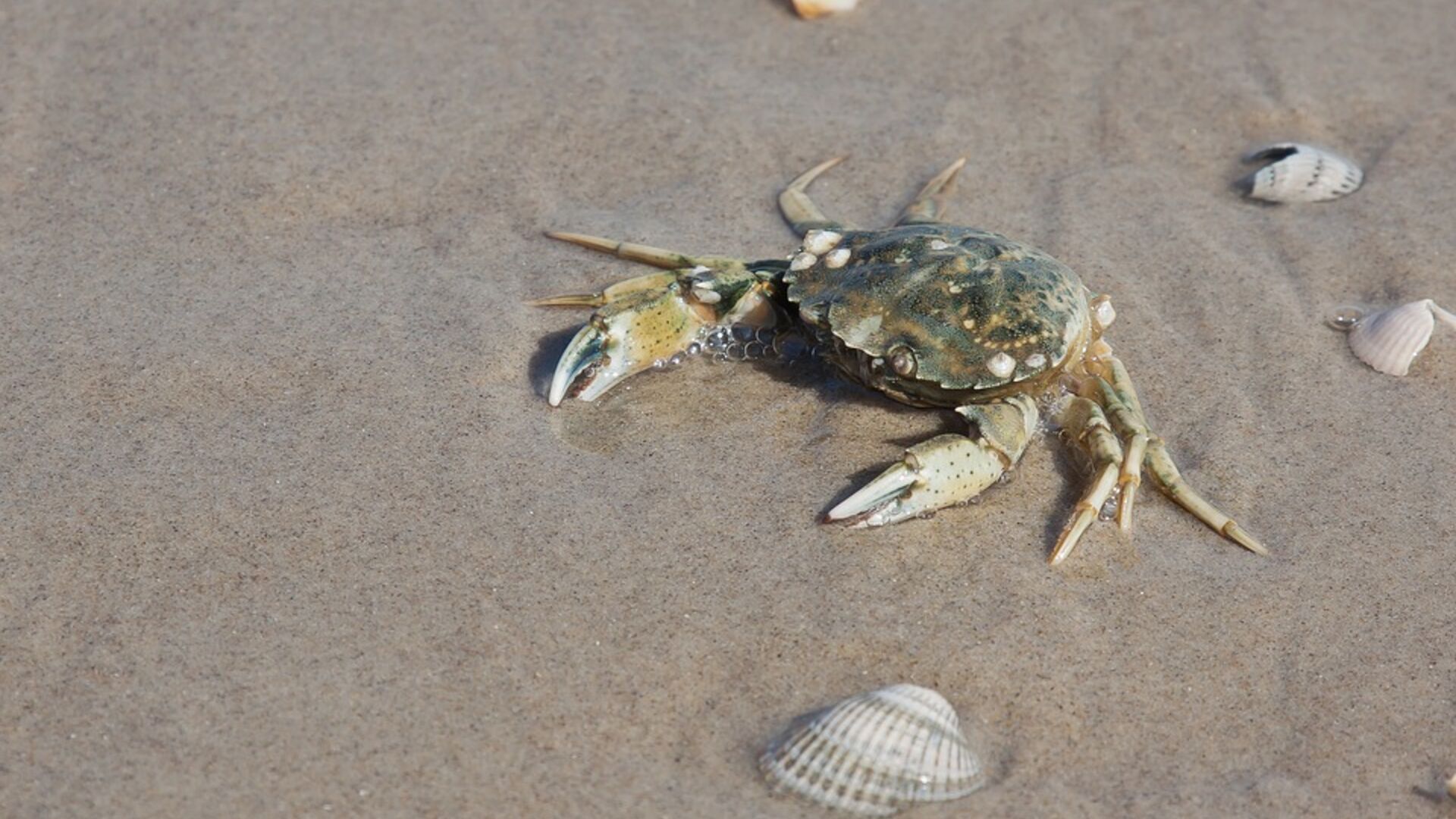 At fange krabber i vandkanten er en yndet sommeraktivitet for mange danske familier