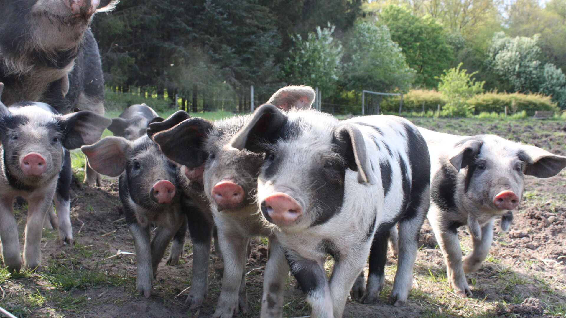 Sortbrogede grise i skovlandbruget Katrinelunden