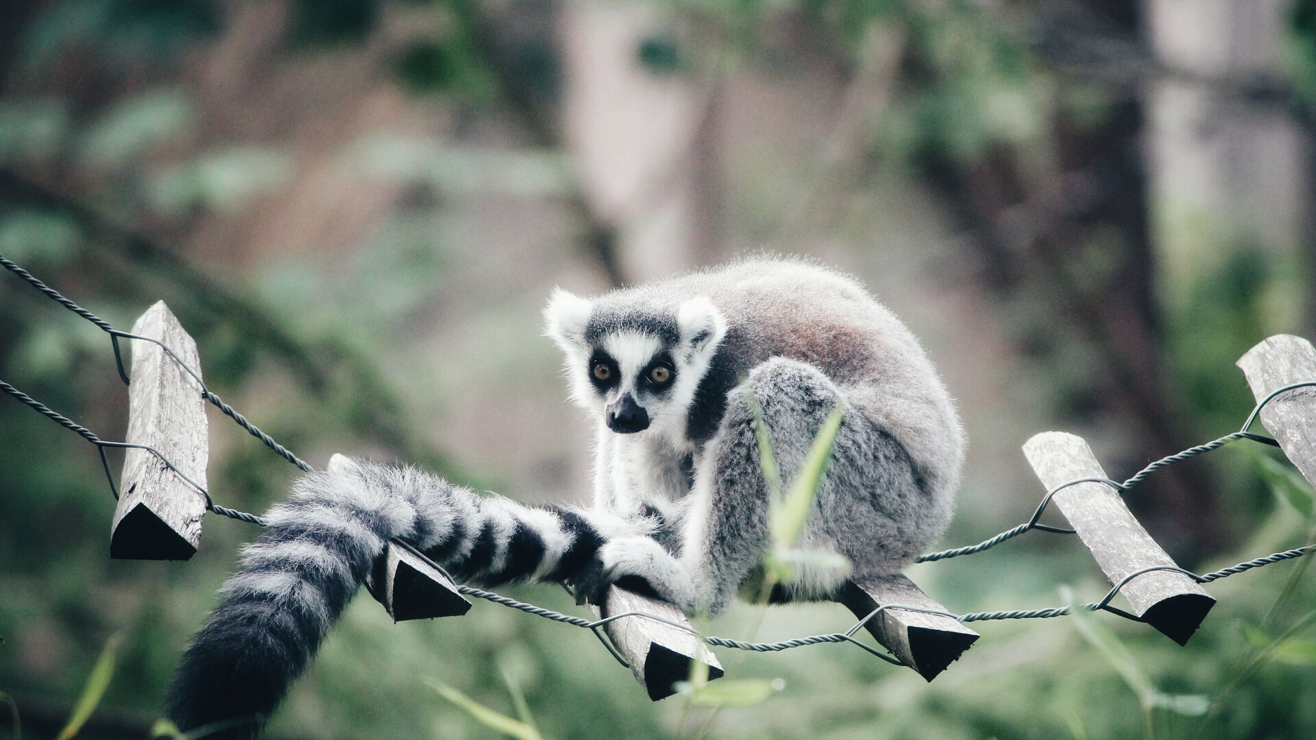 En lemur i zoologisk have