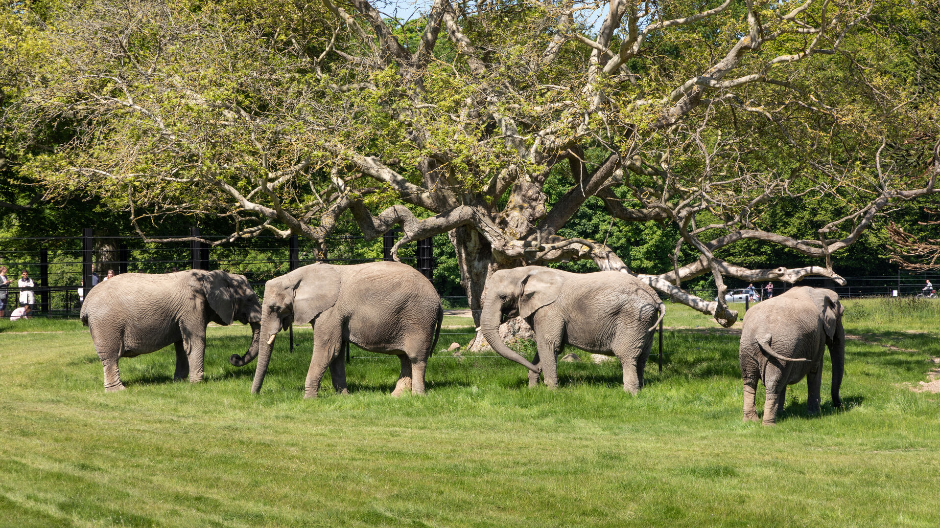 De fire danske cirkuselefanter på Elefantsletten i Knuthenborg