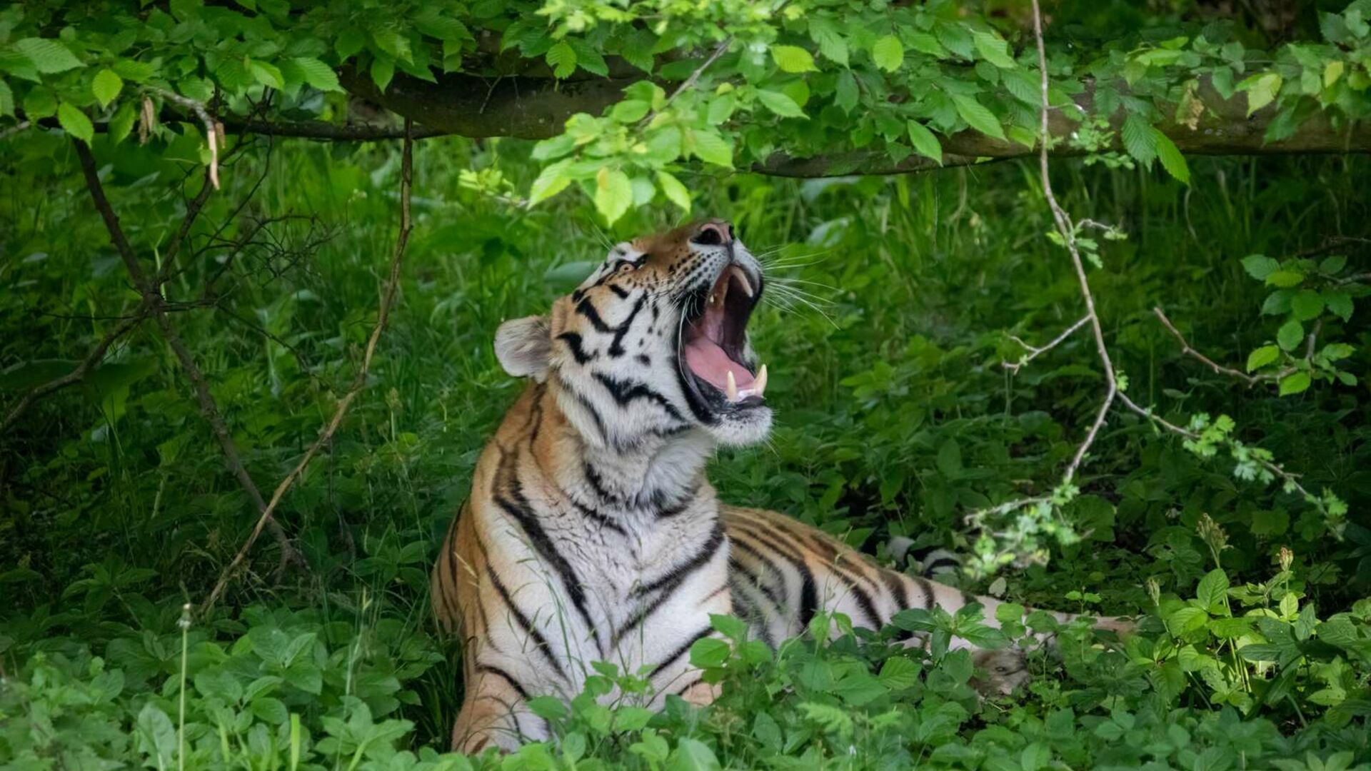 Europas største tigeranlæg er åbnet
