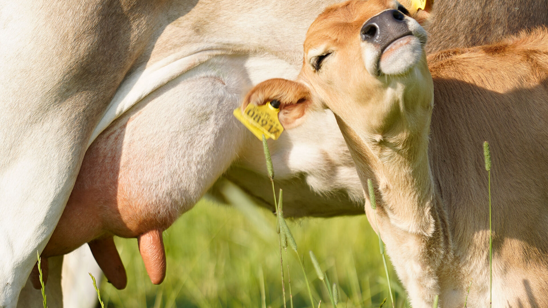 Smilende kalv foran sin mors yver ude på græsmark
