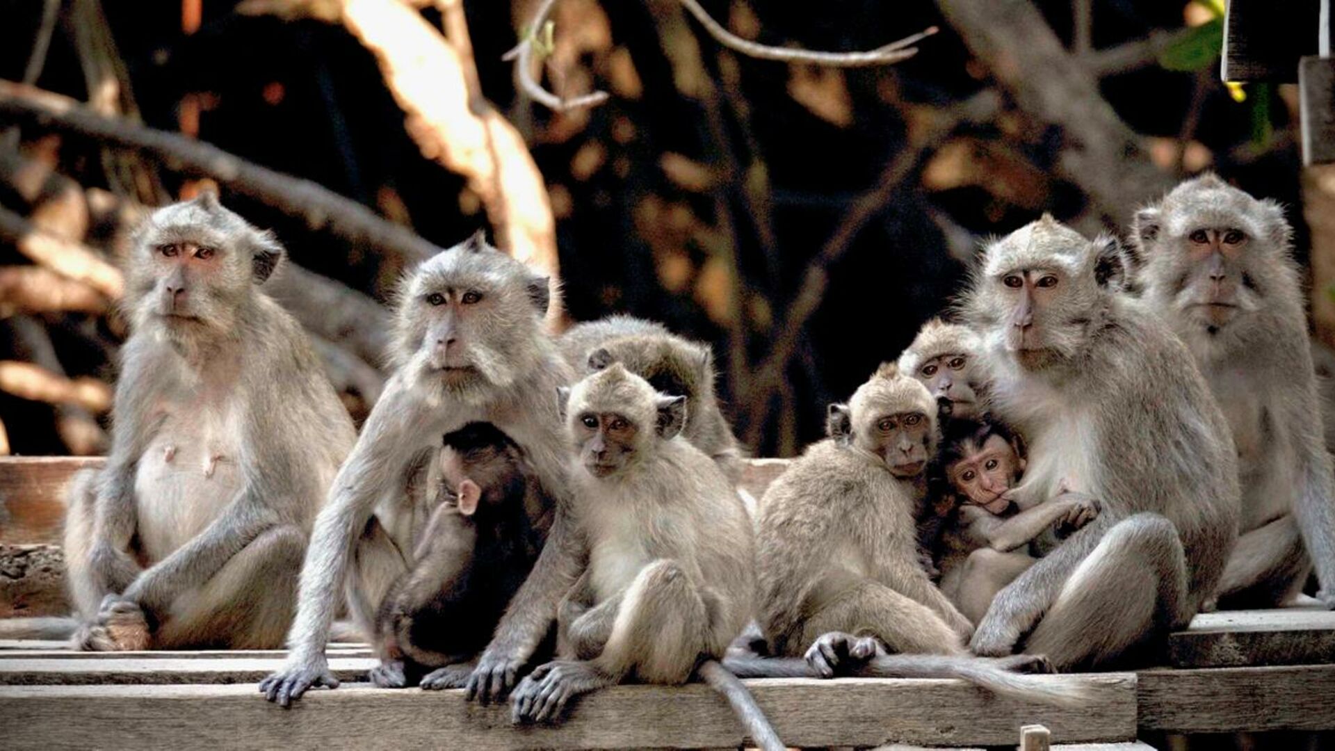 Langhalede makaker er blandt verdens mest udnyttede aber