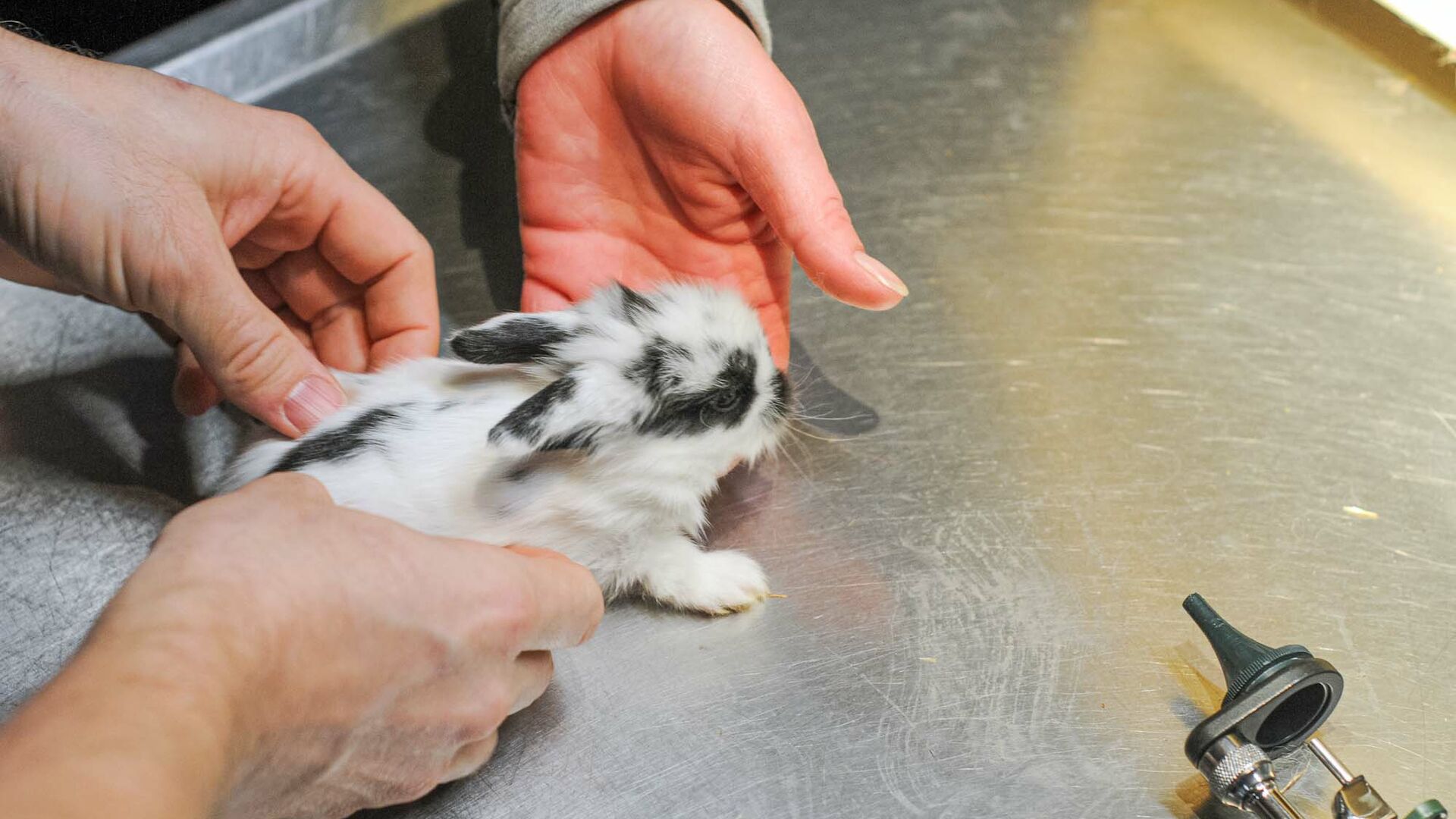 Syge kaniner skal kunne behandles efter bedste evne