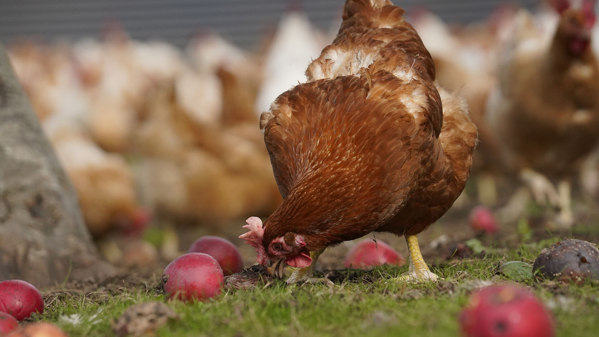 Hos Rokkedahl Foods har de høner og haner, der er forældre til slagtekyllinger i produktionen, også levet et liv i frihed.