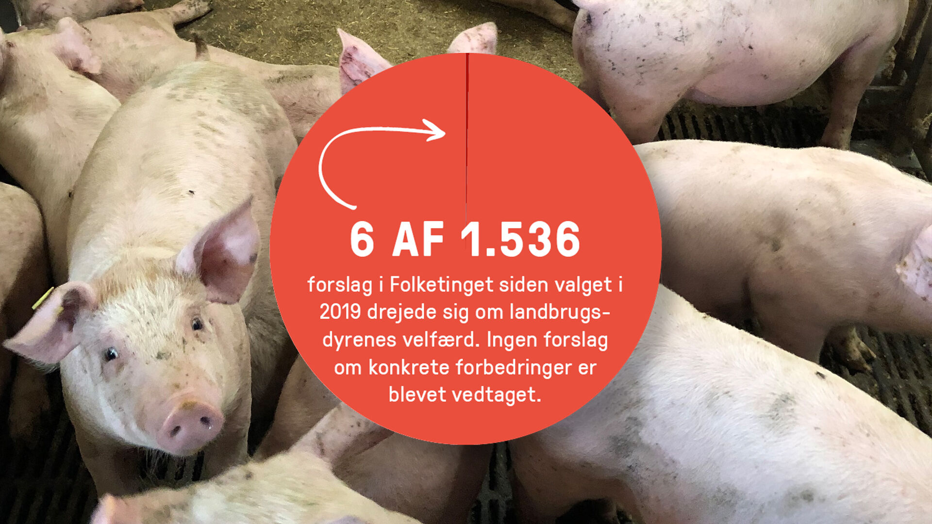 Lagkagediagram på baggrund af billede af grisestald