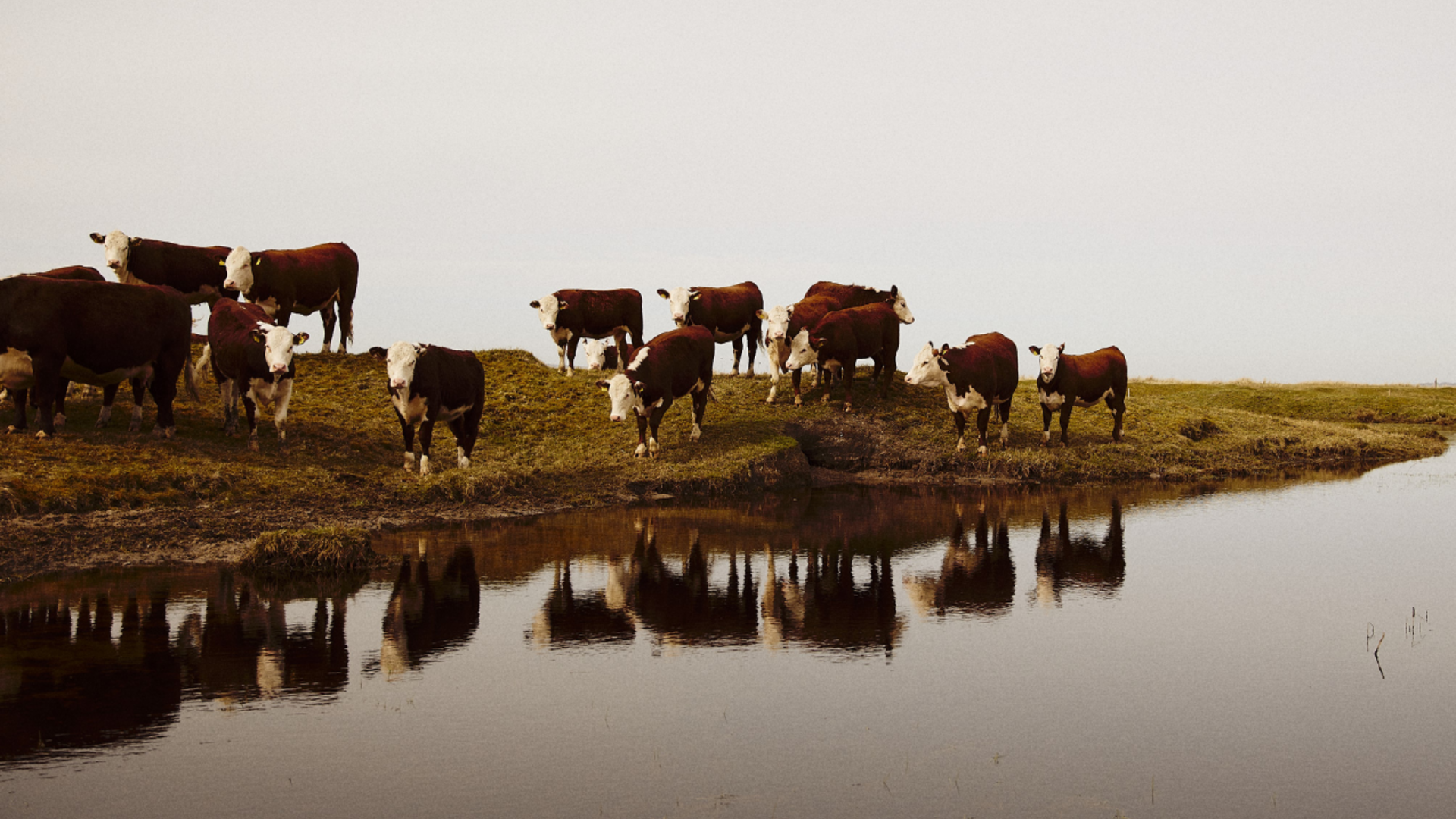 Brogede køer på græs ved vand