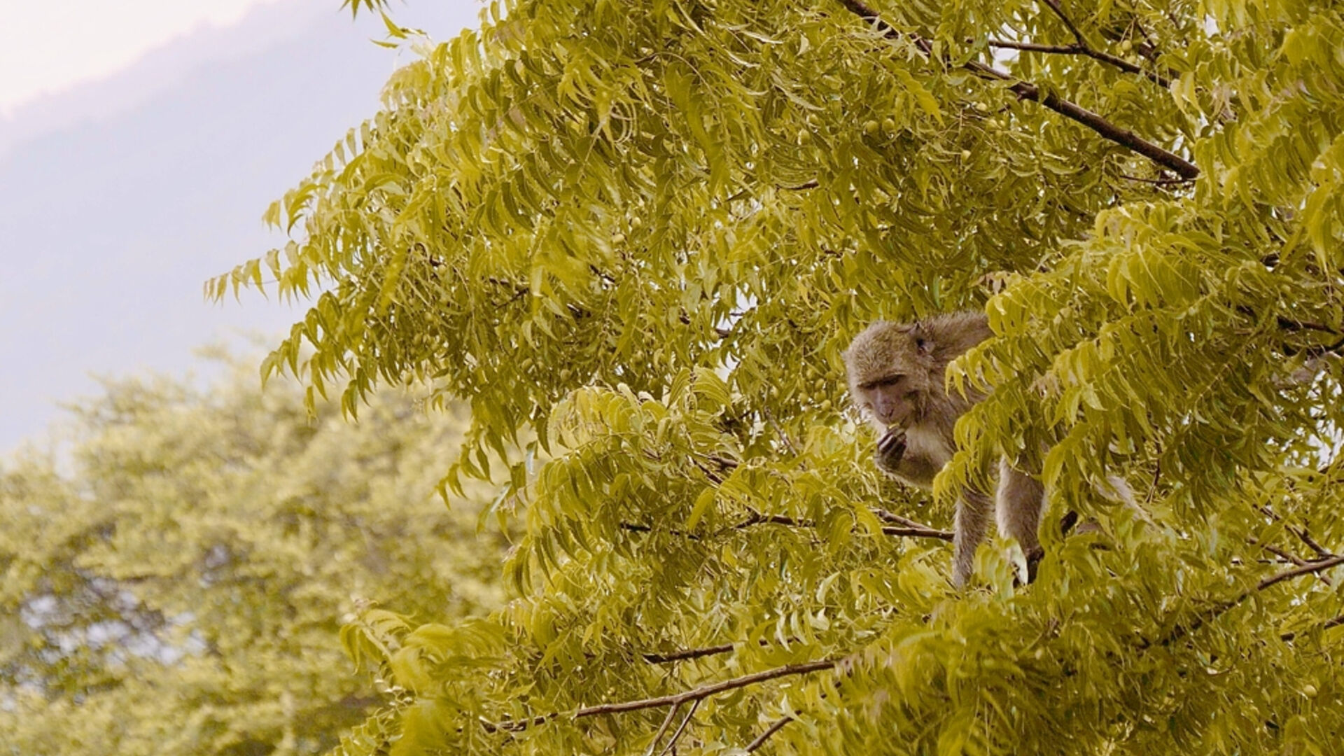 Makak-abe højt oppe i træ