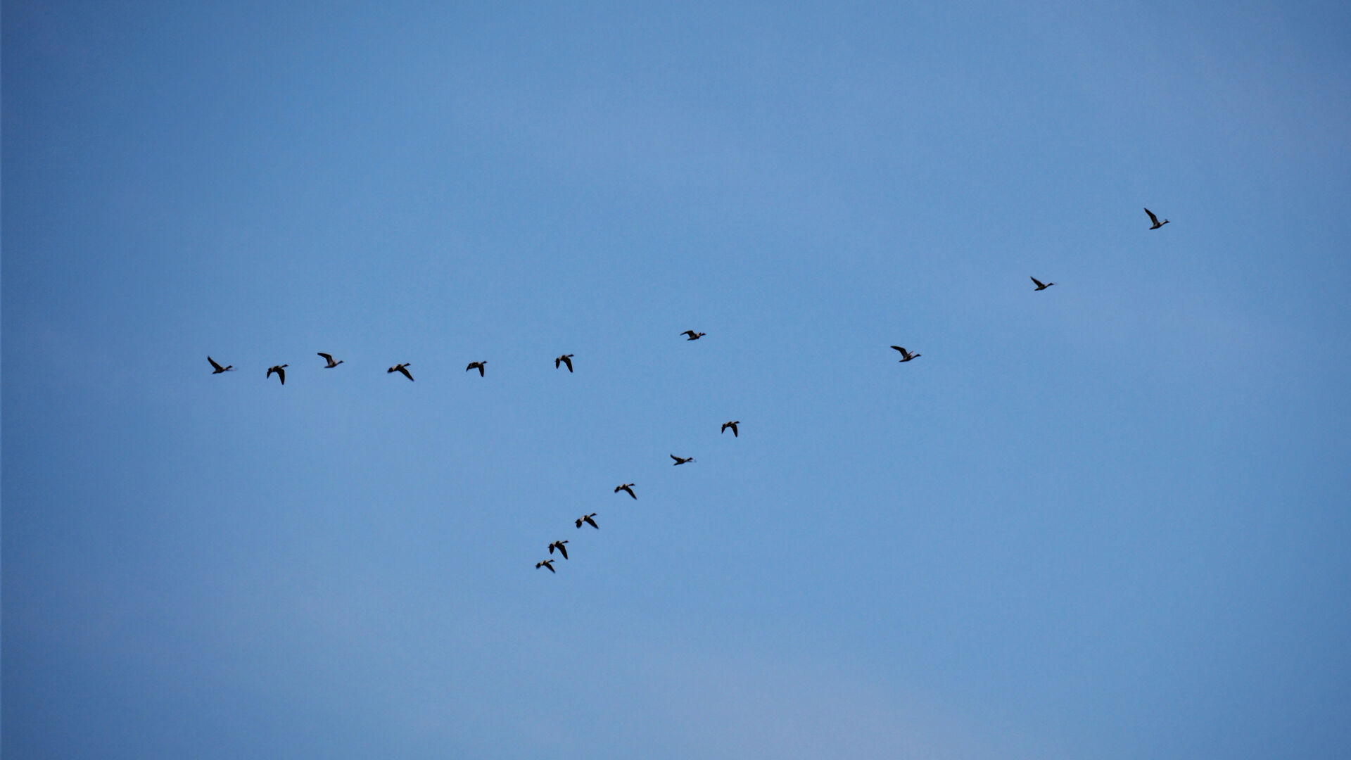 Trækfugle flyver som kile under blå himmel