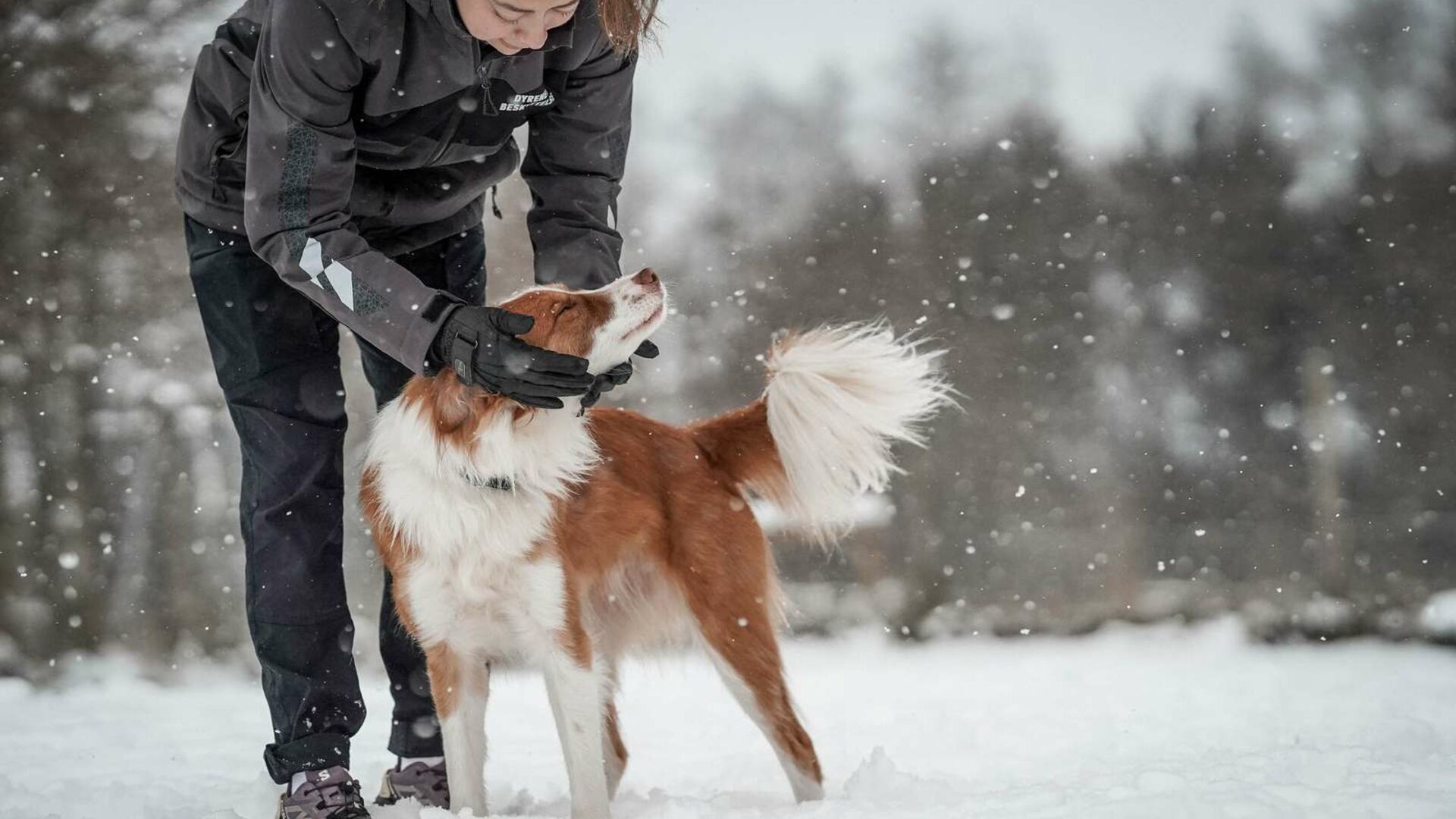 Hund i sneen i Nordjylland
