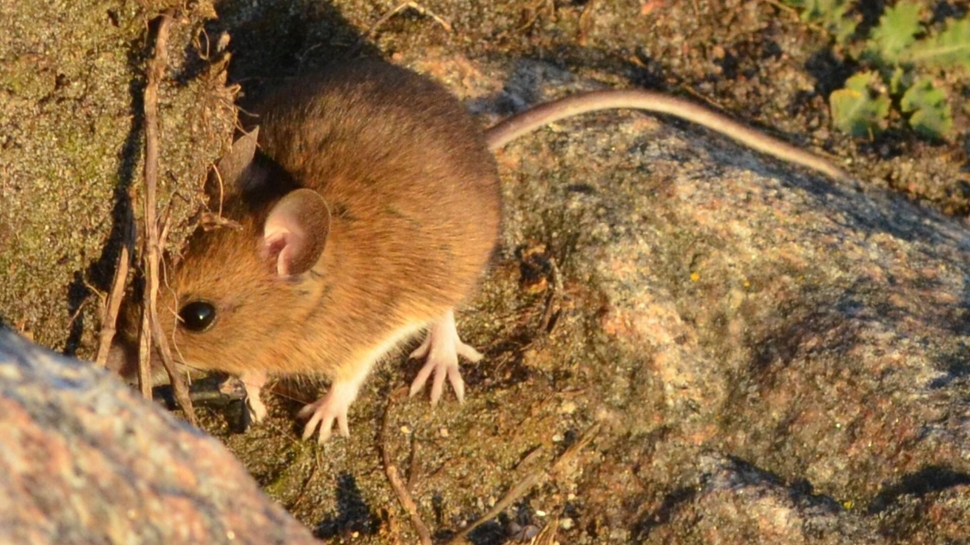 En skovmus forsøger at finde skjul i et stengærde. I år er der mange mus grundet 2023 var et oldenår. Foto: Privat