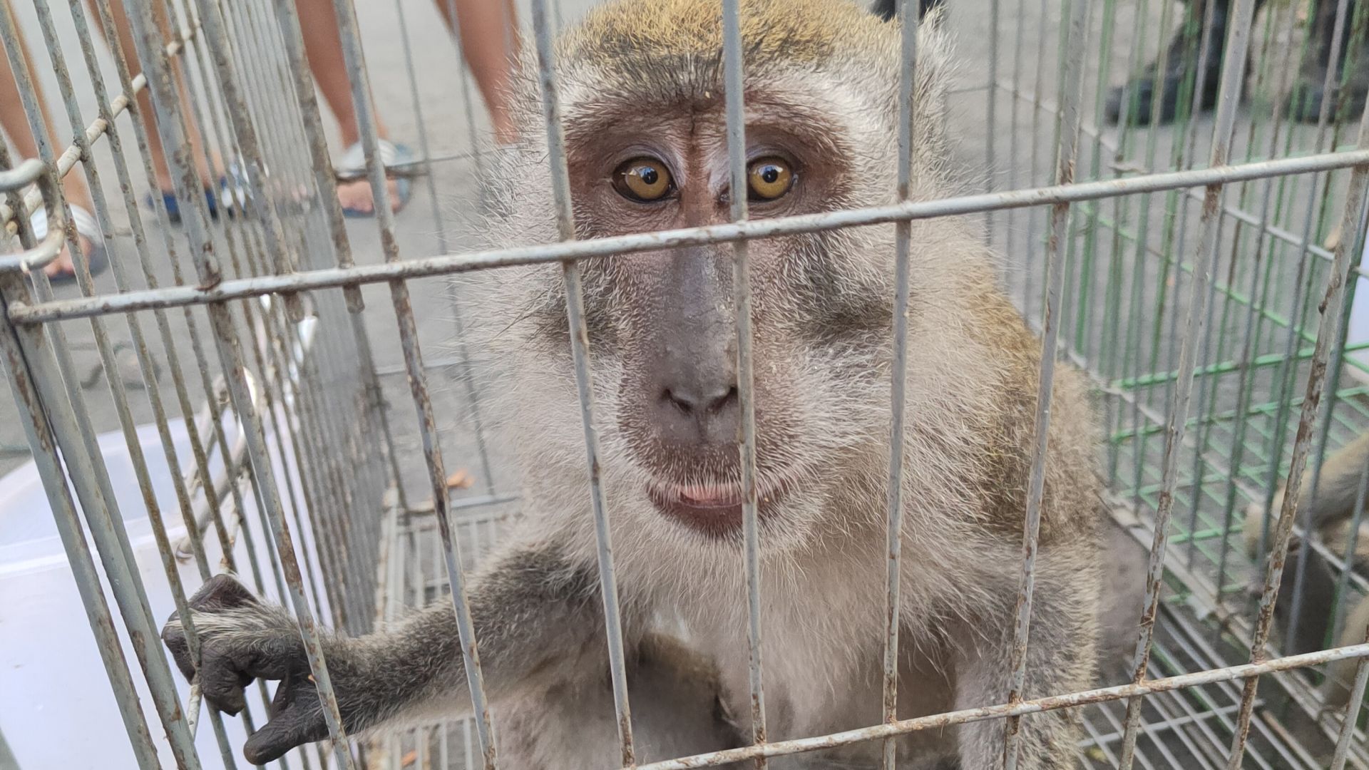 Makak-aben Mansur blev ramt af tre hagl, men er heldigvis i bedring efter sin behandling. Foto: Scorpion Foundations