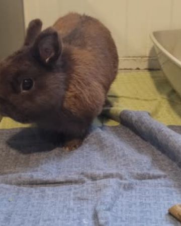 Nesquik