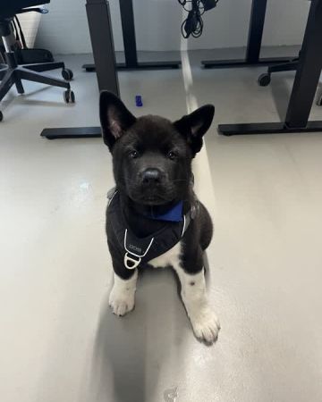 Kuma