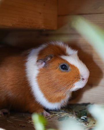 Lars