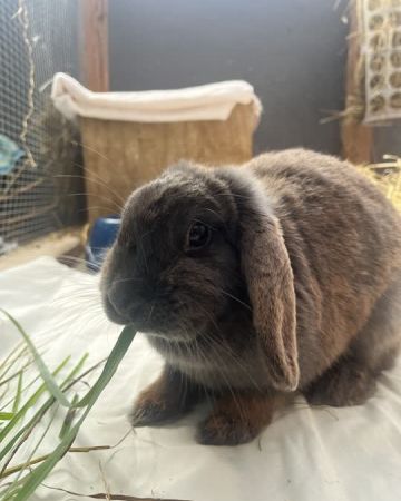 Miso