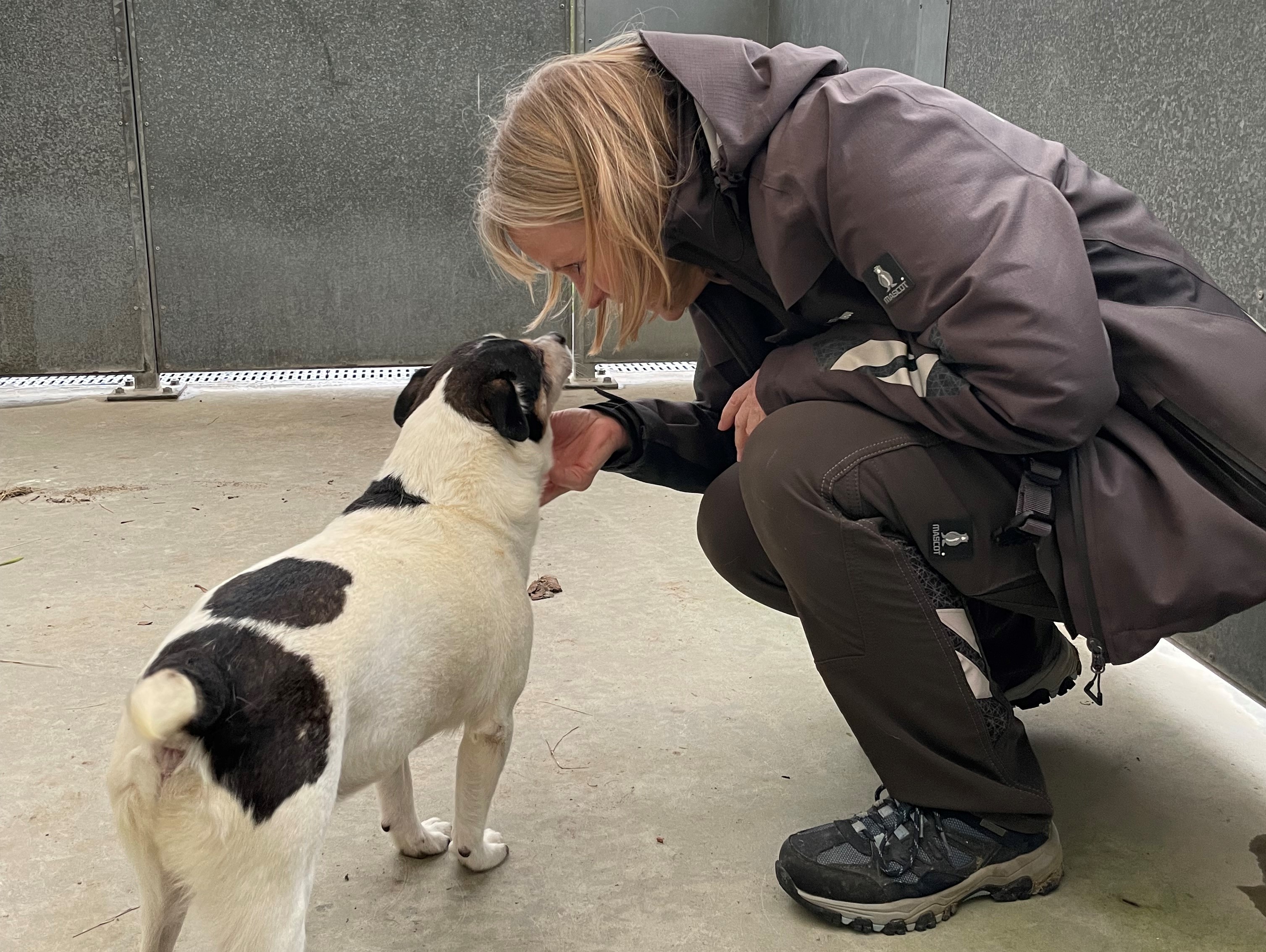 slidbane blande Rationalisering 16 hunde flytter ind | Dyrenes Beskyttelse