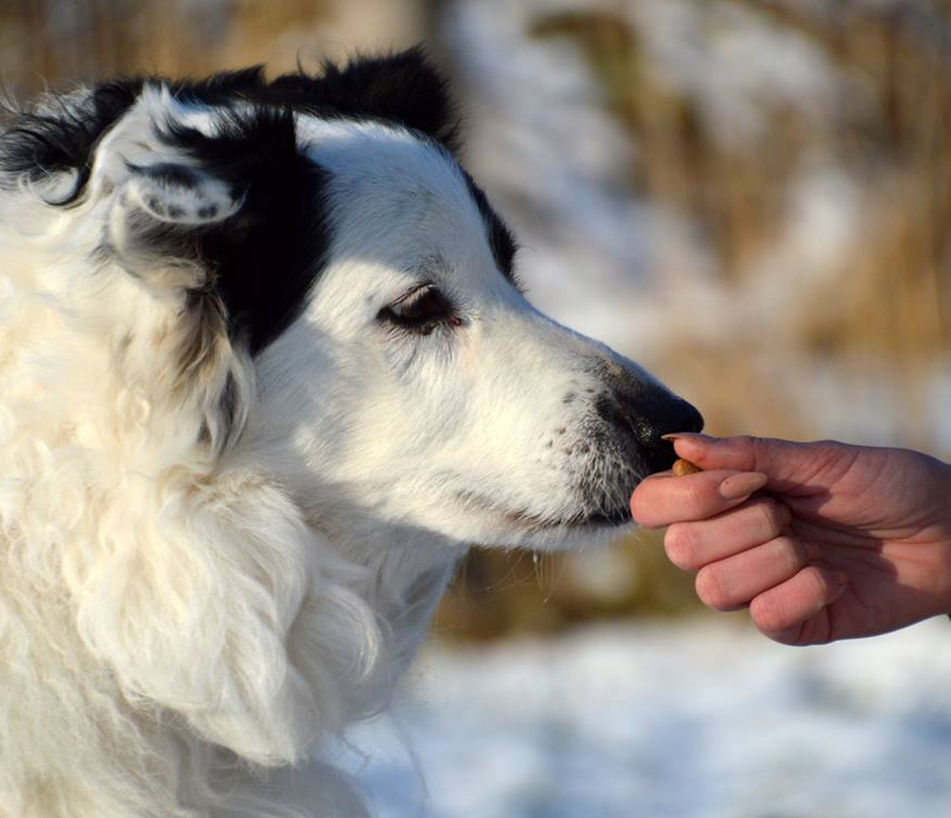 Border Collie 