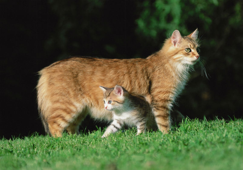 Katte er ikke gratis, pas på din kat