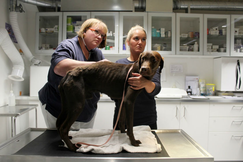 Labrador-sagen, 25 dumpede hunde, dyreværnssag