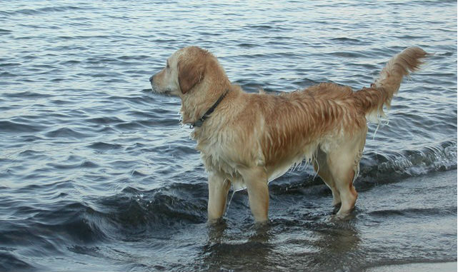 hund skal i snor på stranden efter 1. april
