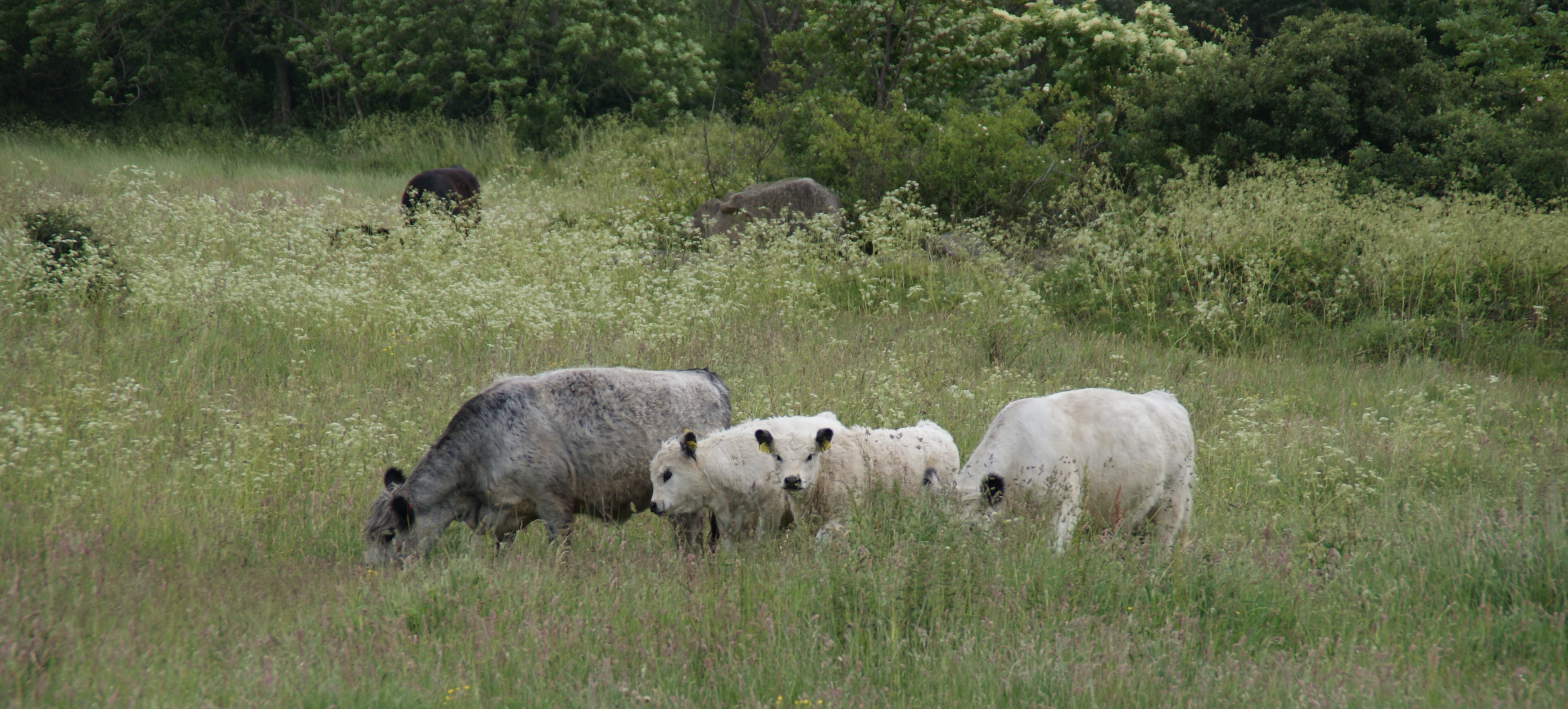 Velfærdsdelikatesser, agroforestry, naturpleje, klima, køer