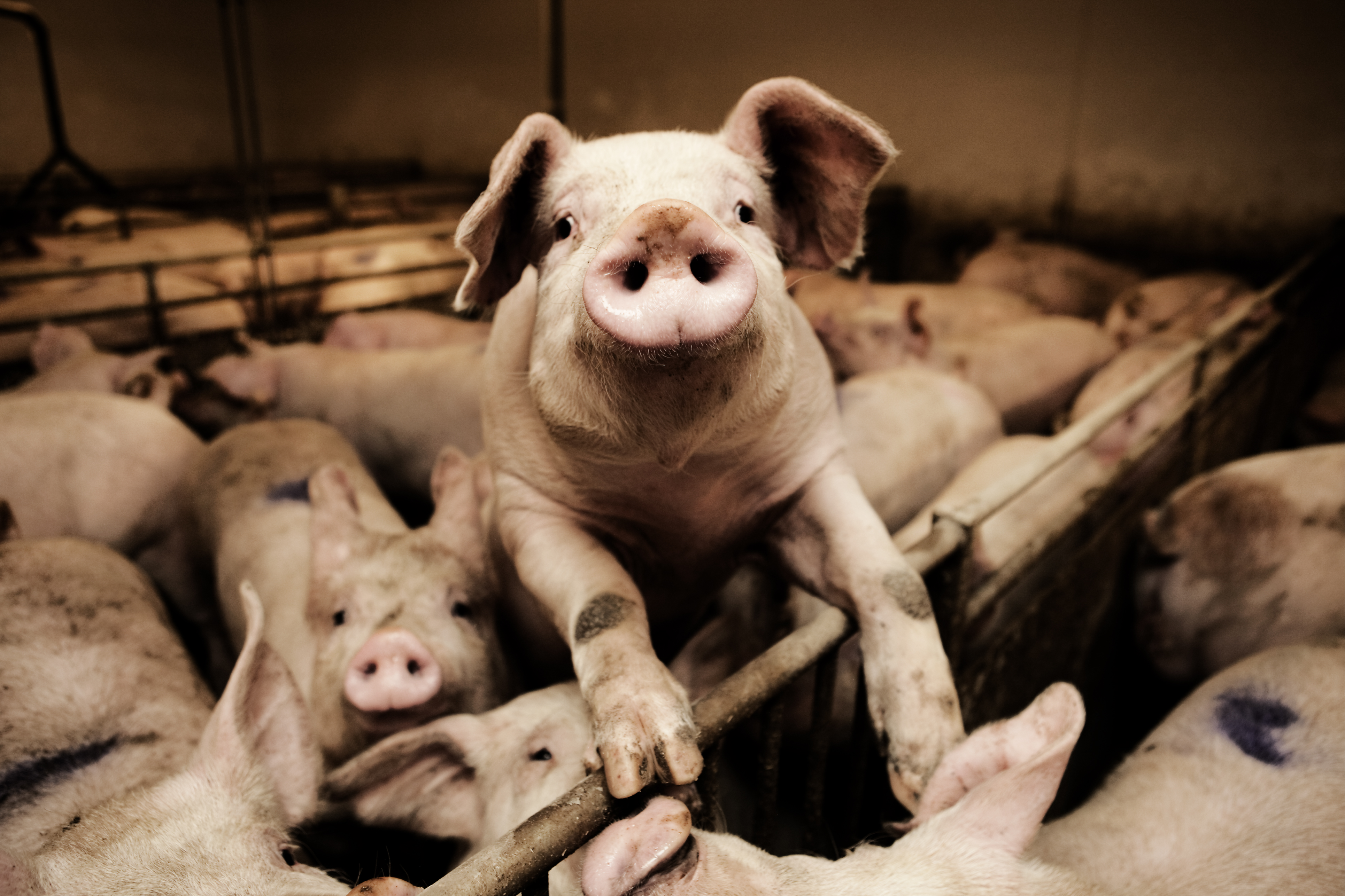 Socialdemokratiet kalder Esben Lunde i samråd om grise