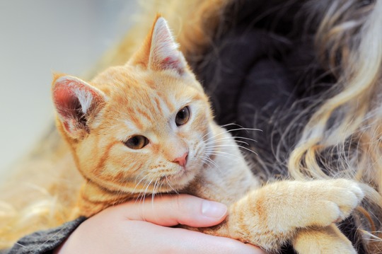 Der er i øjeblikket rekordmange katte på internaterne.