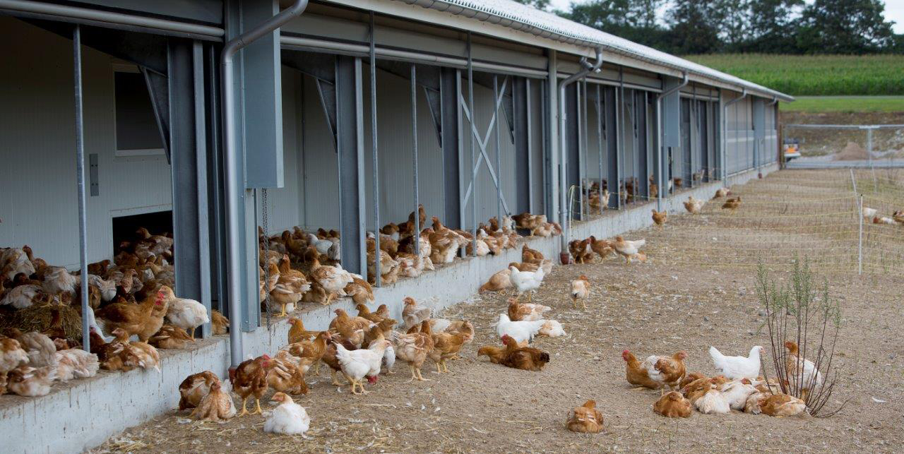 De fritgående kyllinger hos Rokkedahl.