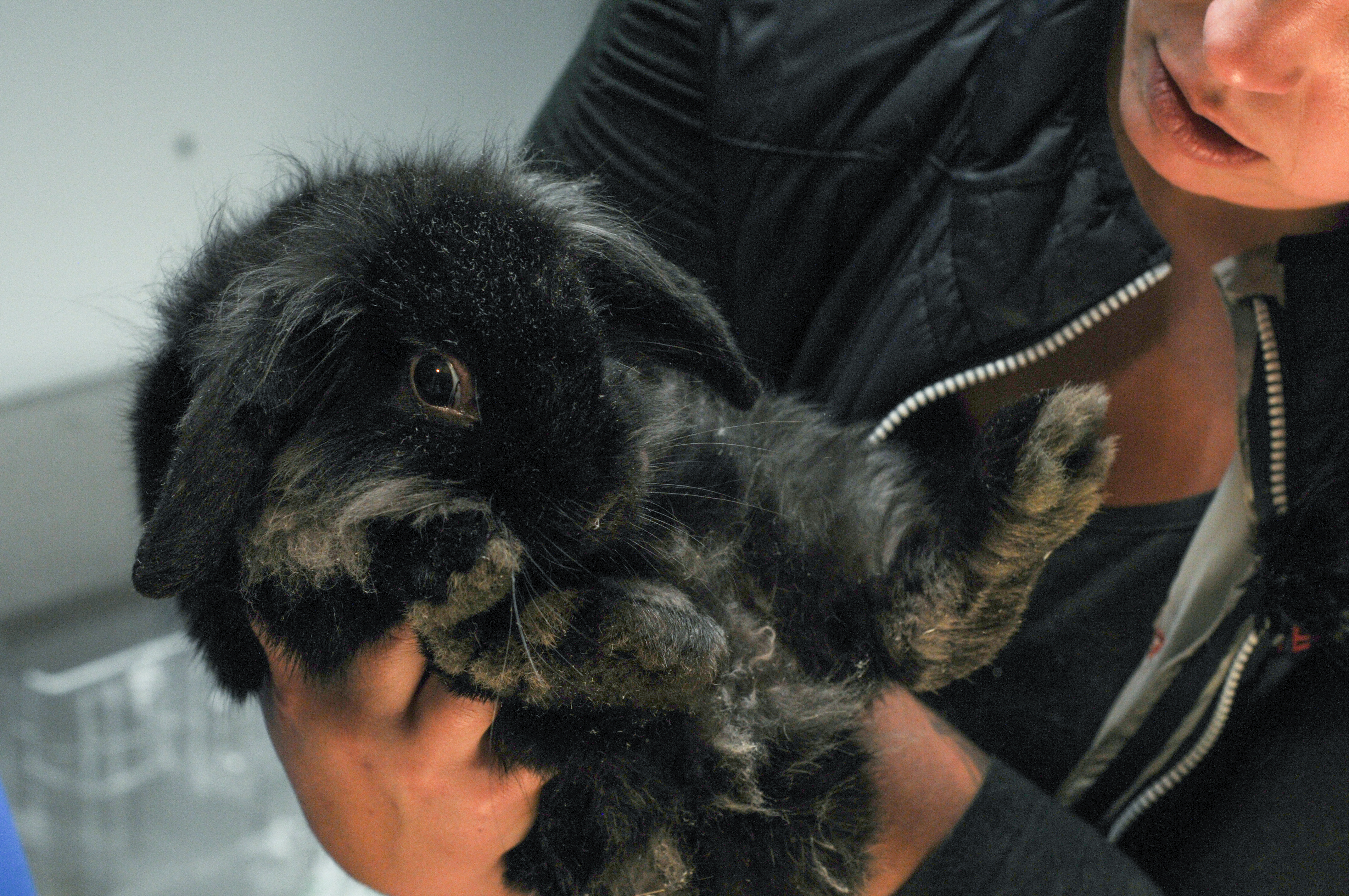Dyrenes Beskyttelse fik overdraget 46 kaniner