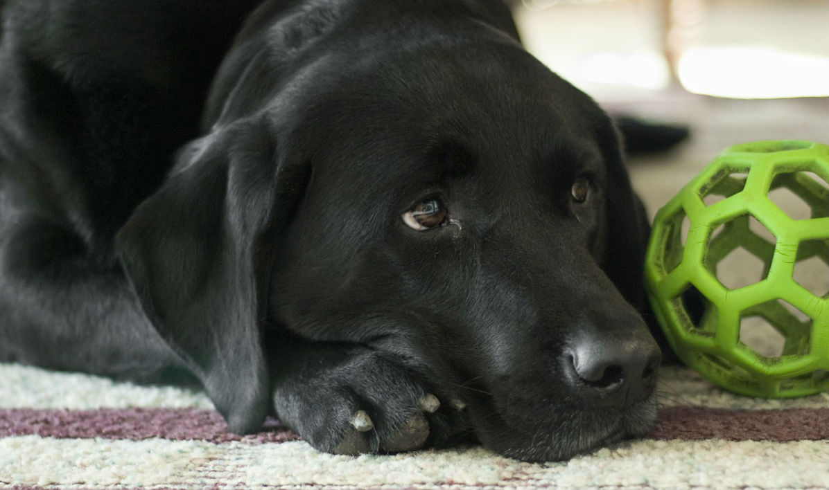 Guide: Undgå at hunden angst nytårsaften | Dyrenes Beskyttelse