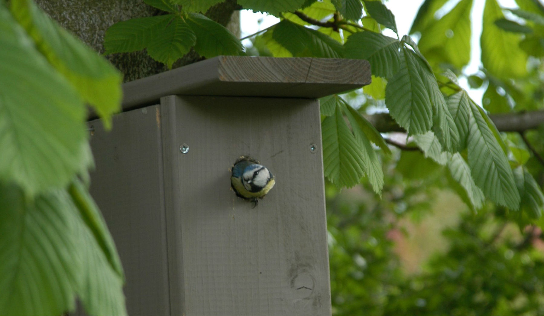 Fuglekasser forårsrengøring