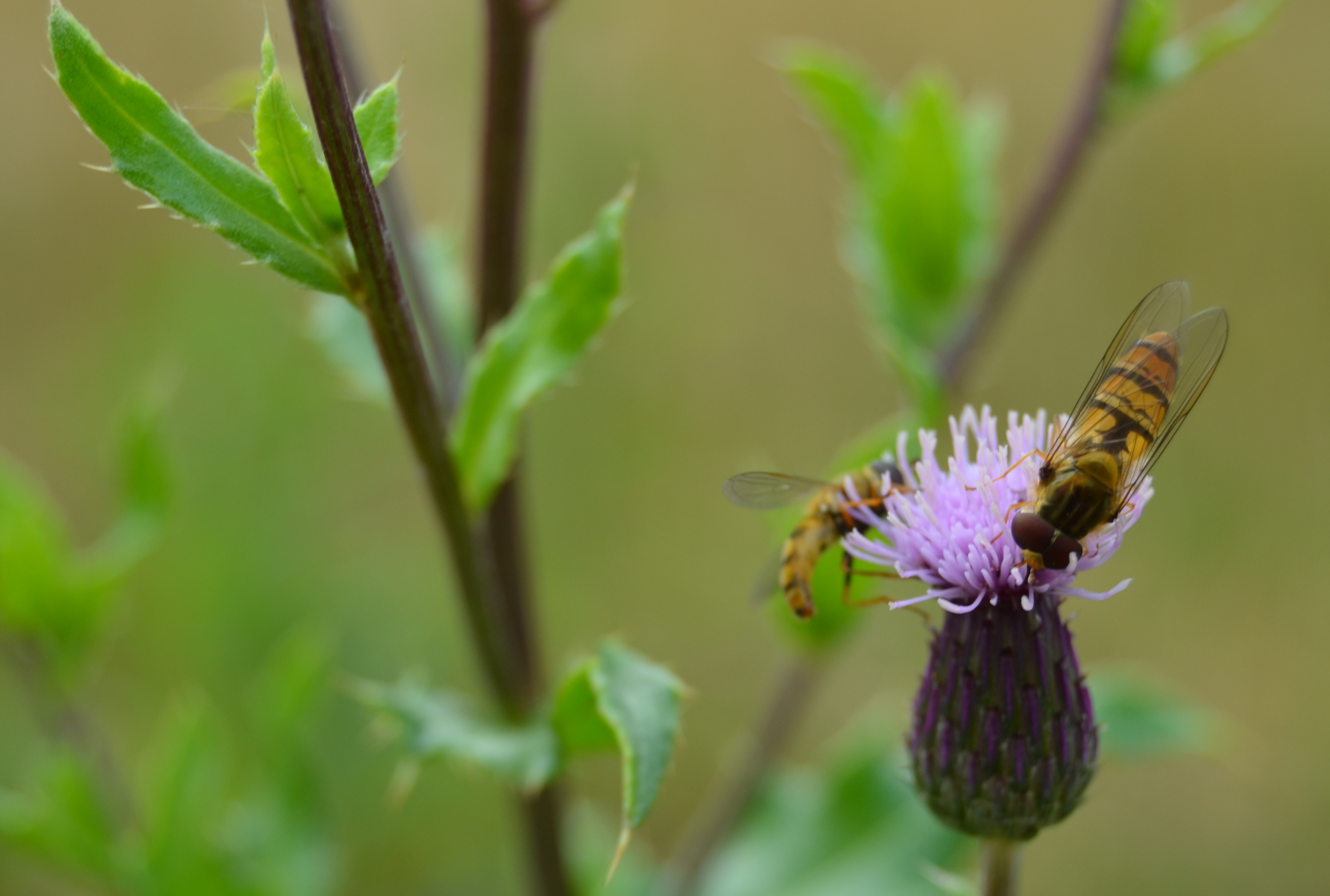 Svirrefluer på kornblomst