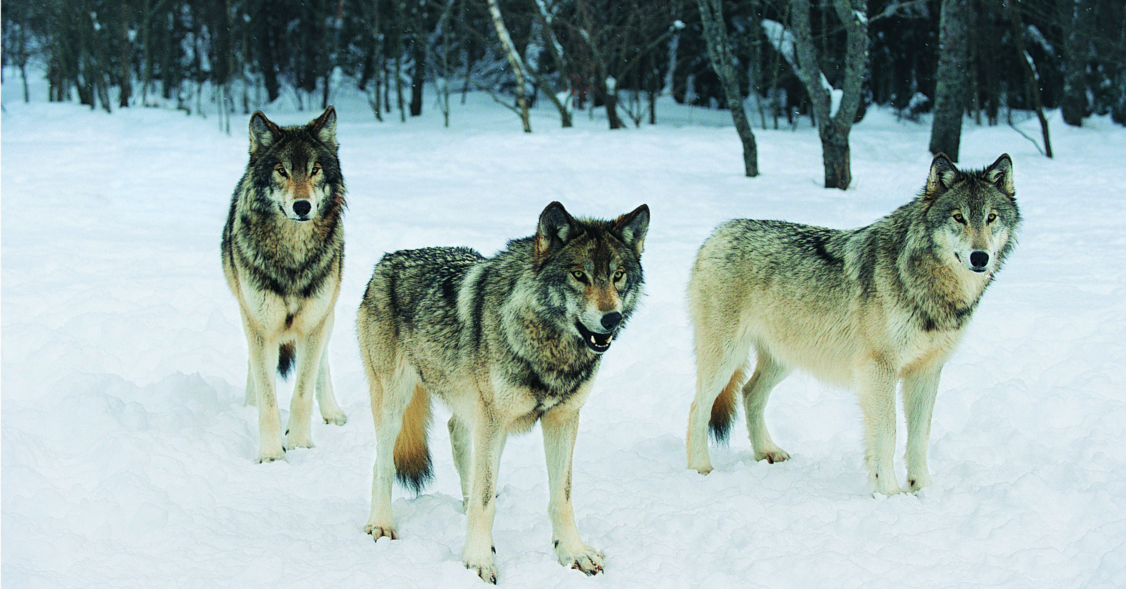 Hvordan ulv blev til racer Dyrenes Beskyttelse