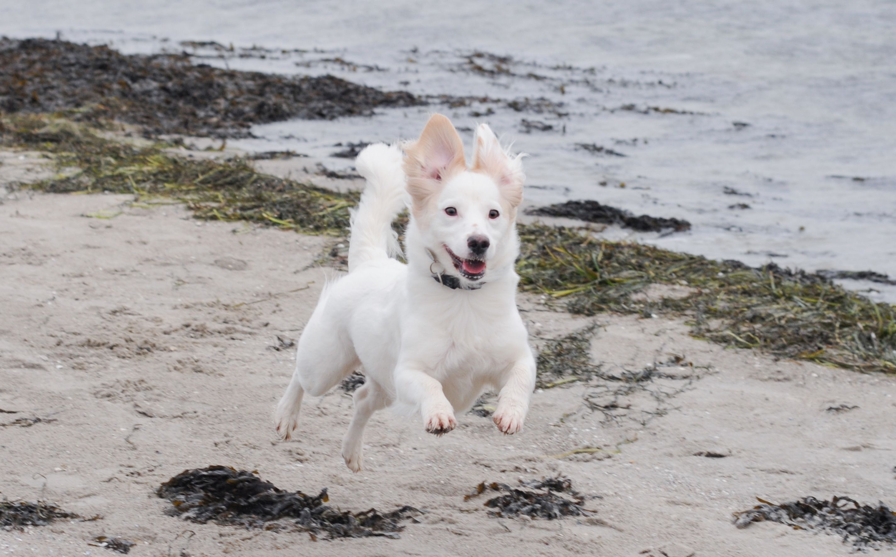 videnskabelig Mob modstå Hundeejere: Godt nyt til jeres strandglade ven | Dyrenes Beskyttelse