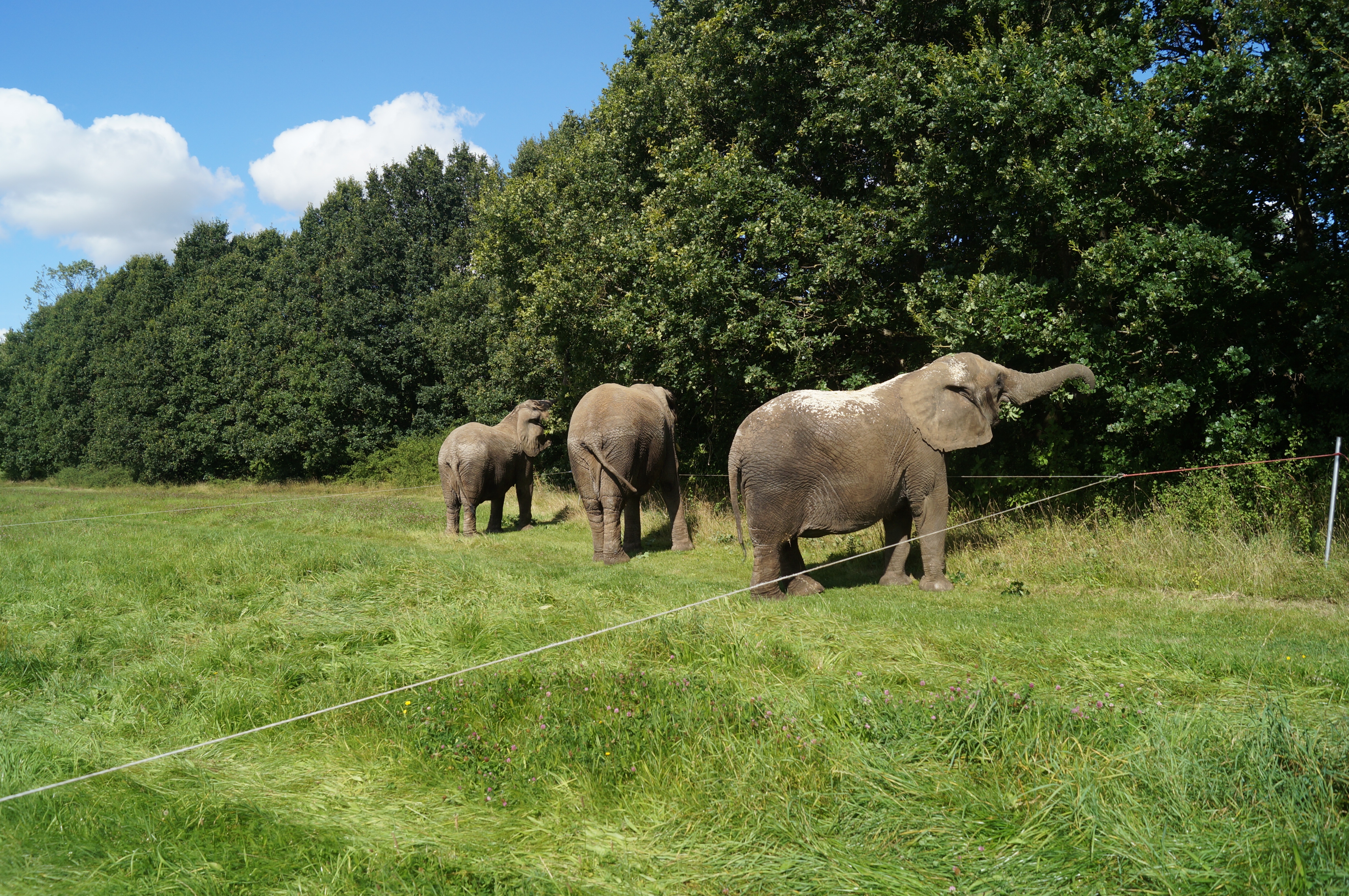 Cirkus Arenas elefanter, Lara, Djungla og Jenny. 