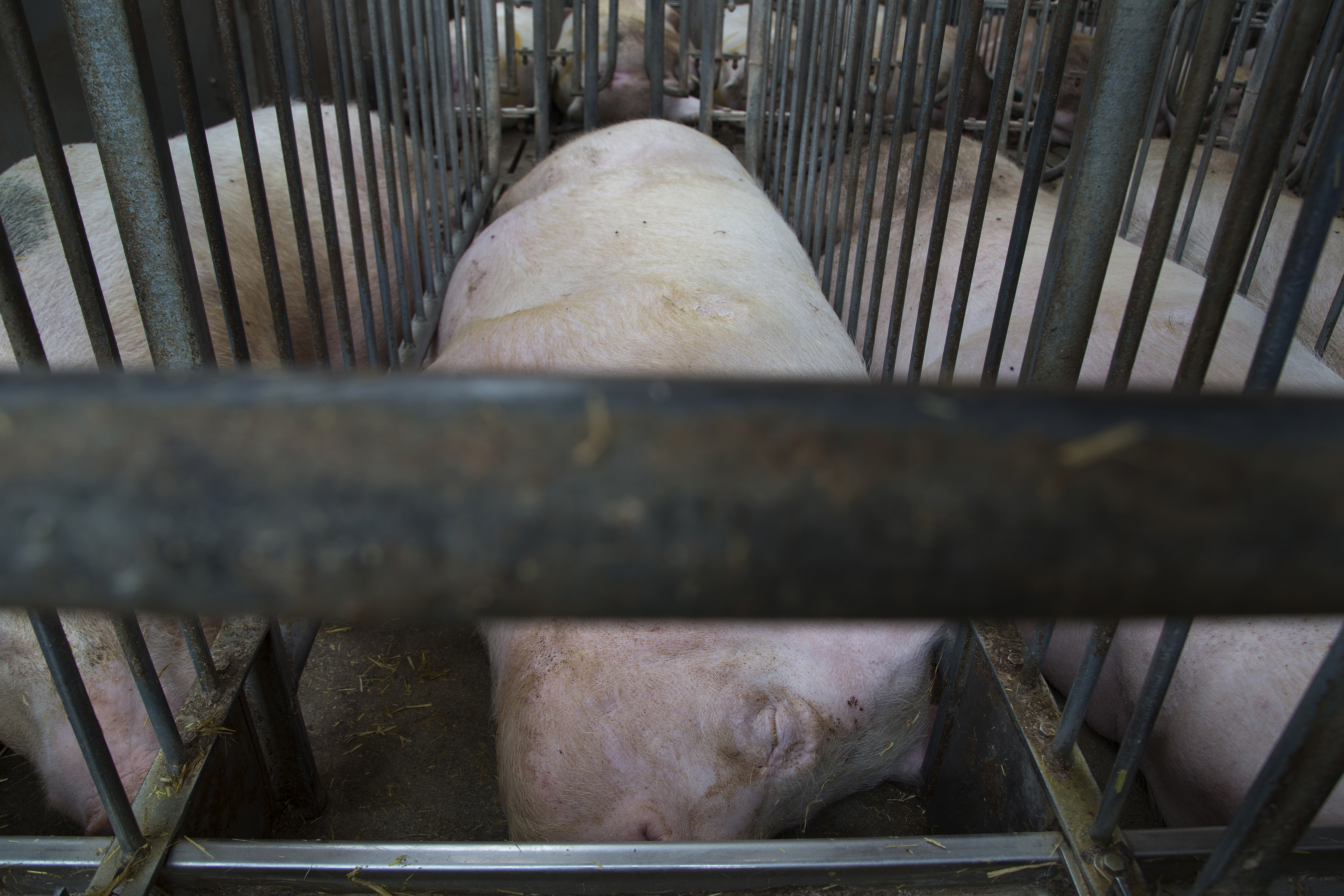 Over 1 mio. EU-borgere har skrevet under på et fælles opråb til EU-Kommissionen og til nationale landbrugs- og fødevareministre om at få skabt bedre vilkår for europæiske grise. 
