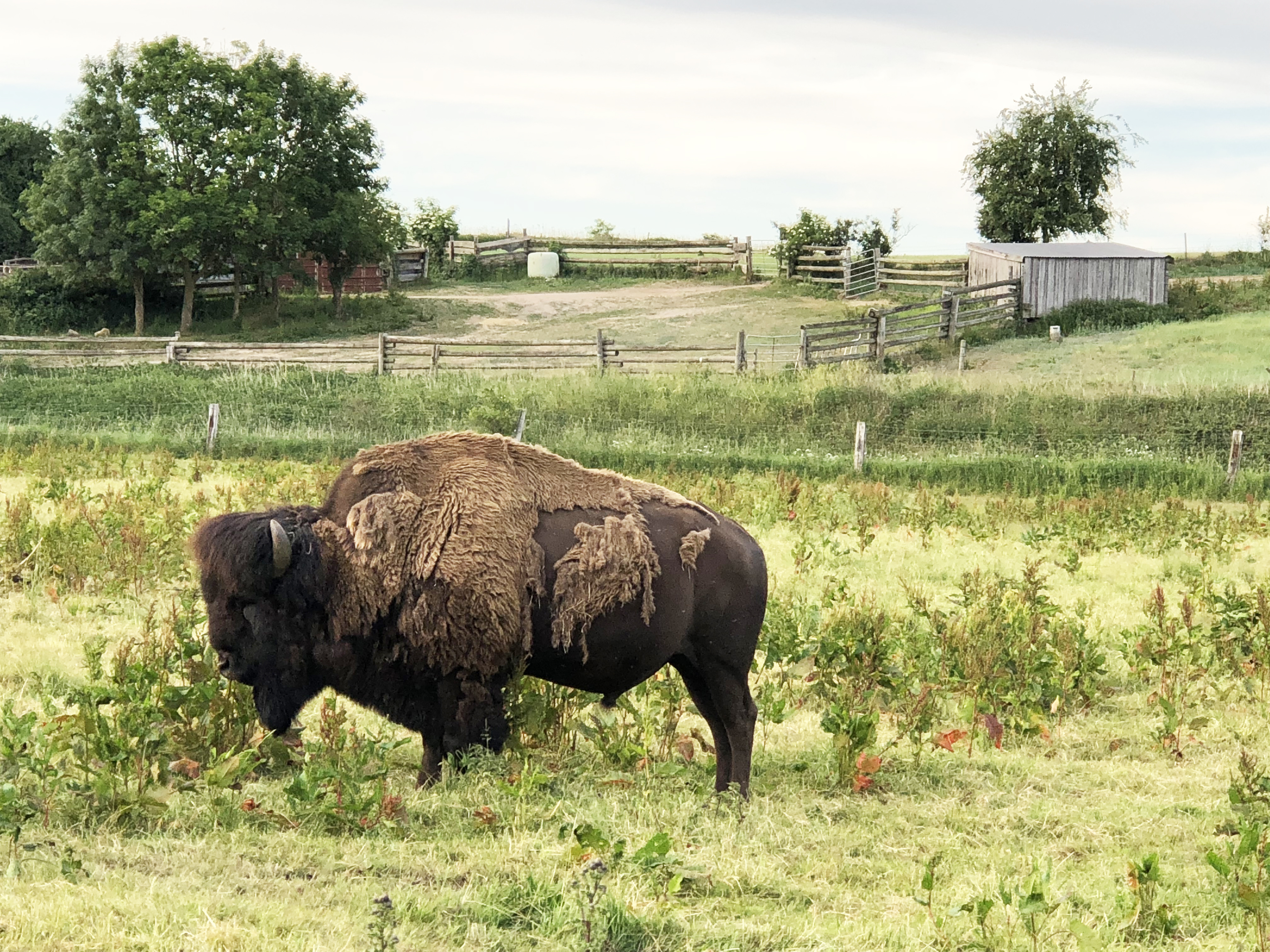 bison på Ditlevsdal